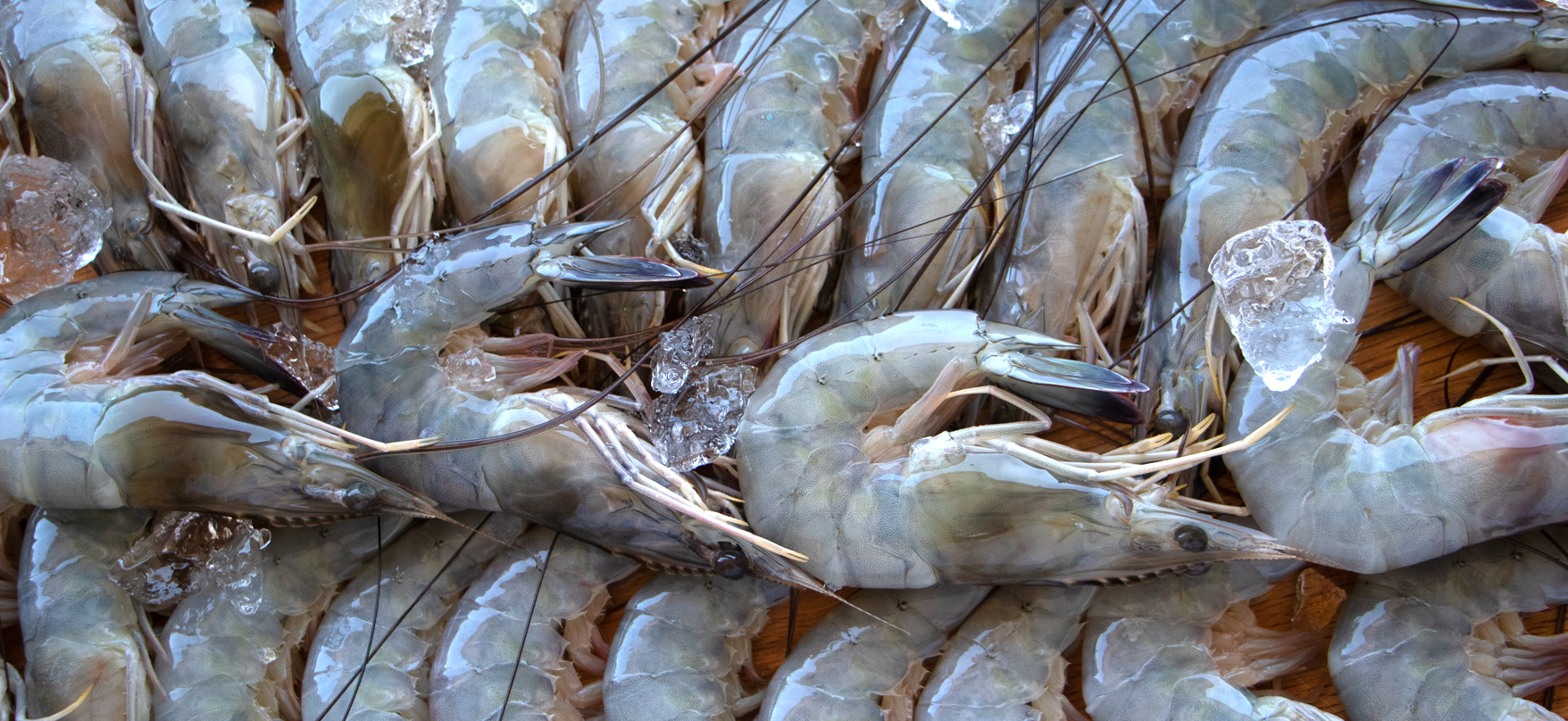 BEST WAY TO THAW SHRIMP