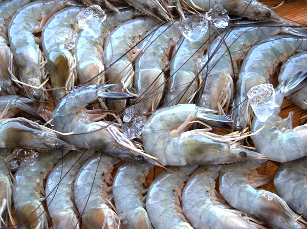 BEST WAY TO THAW SHRIMP